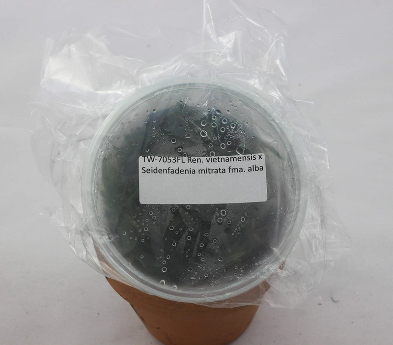 Potted orchid with dark growing media, wrapped in clear plastic, with white label