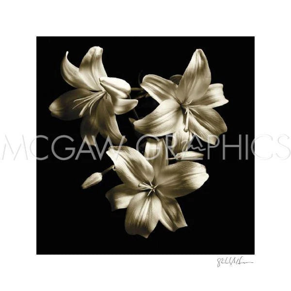 Three Lilies Flower, Michael Harrison, Wall Decor Art Print  16" x 16" 1508 Lily