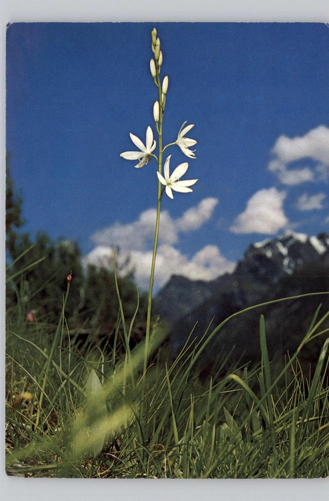 Nature postcard featuring white lily flower on green grass with mountains and blue sky