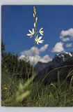Nature postcard featuring white lily flower on green grass with mountains and blue sky