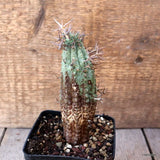 D5365 EUPHORBIA STELLISPINA pot9-H13-W5 cm MaMa Cactus Green Plant