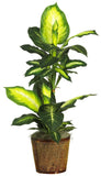 NEW SILK Dieffenbachia Artificial FAKE HOUSE PLANT Realistic 42" Green Plant