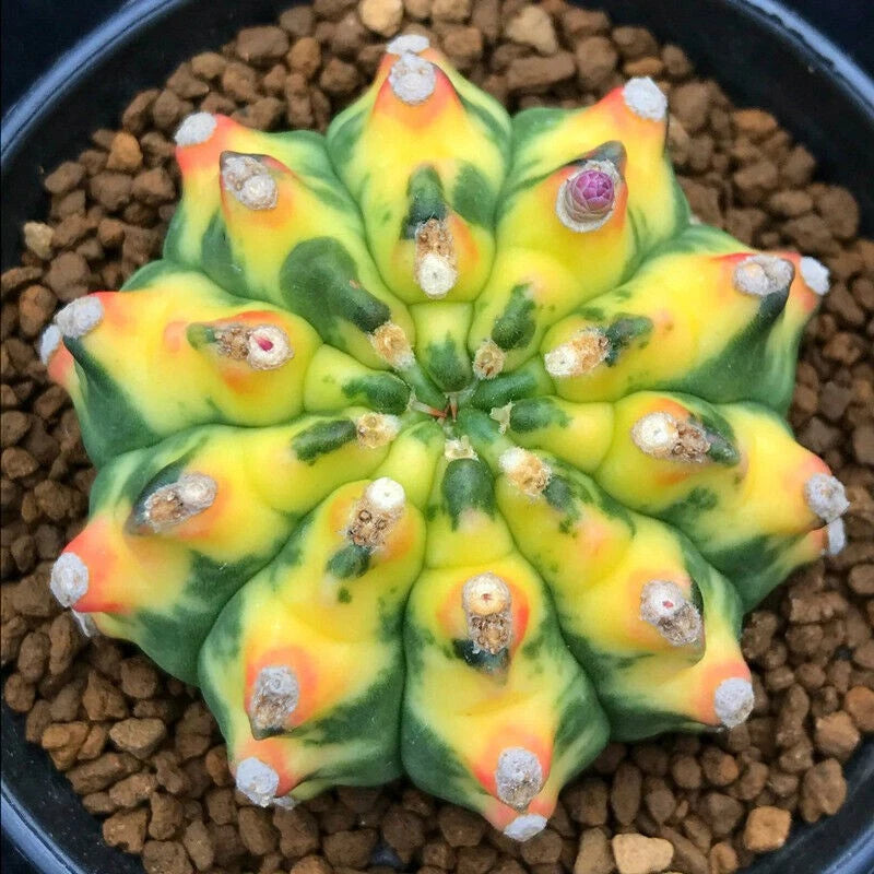$39.66 Garden Plants