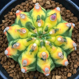 $39.66 Garden Plants