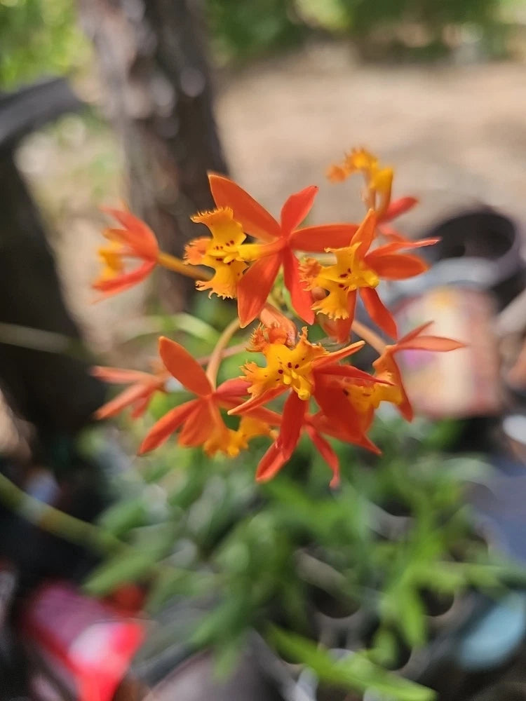 Orange orchid plant with clusters of star-shaped flowers and yellow centers