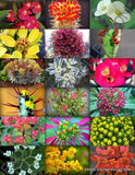 FLOWERING EUPHORBIA VARIETY MIX exotic succulent rare cacti plant seed 100 SEEDS Flowering Plants