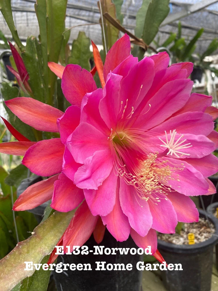 Pink epiphyllum orchid cactus bloom in 4-inch starter pot, Norwood variety