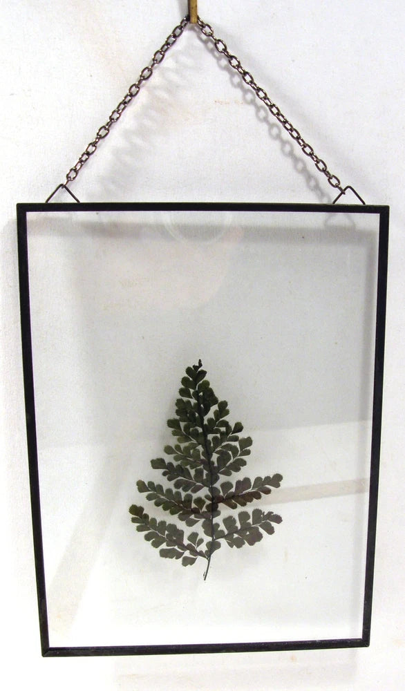 Floating glass frame wall art with pressed dried fern in a dark border