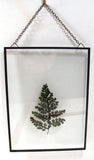 PRESSED DRIED FERN GLASS FLOATING FRAME BOTANICAL WINDOW WALL ART HERBARIUM Dried Flower