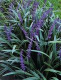 BEAUTIFUL MONKEY GRASS 25 SPROUTS/QUANTITY PURPLE FLOWERS GREAT FOR NEW PROJECTS Flowering Plants