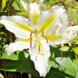 20 GOLDEN ROMANCE ORIENTAL LILY SEEDS - (Lilium 'Golden Romance') Garden Plants