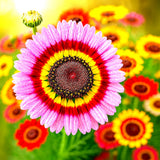 200+ PAINTED DAISY TRICOLOR SEEDS __ | VIVID BLOOMS | POLLINATOR | FREE SHIPPING Daisies