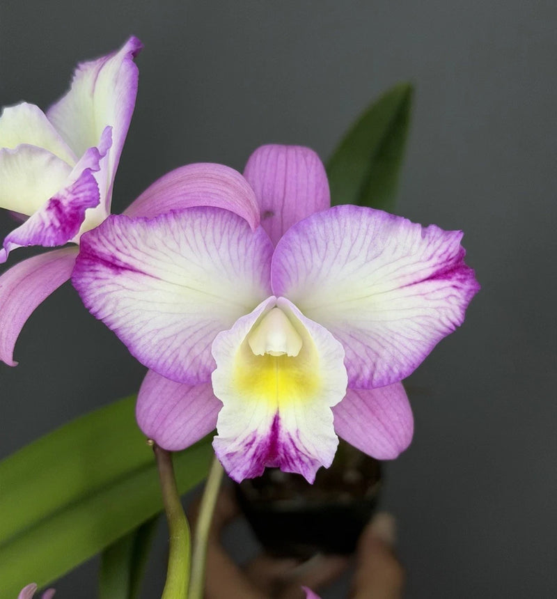 Purple and white Cattleya orchid bloom in dark pot with green leaves