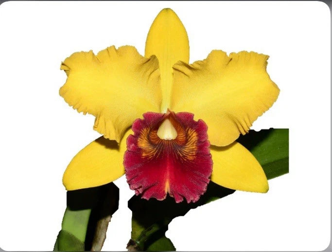 Yellow orchid bloom with red-magenta center petals
