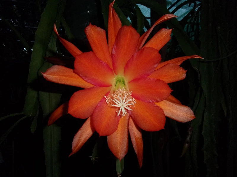Orange Epiphyllum cutting orchid with large spiky petals and white stamen.