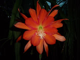 Epiphyllum " ORANGE CRUSH " Cutting Orchids