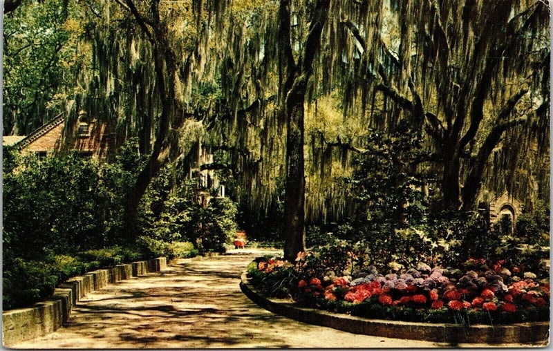 Winter Haven Florida Hydrangeas Flowers Spanish Moss Chrome Cancel WOB Postcard Hydrangea