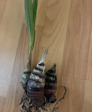 Orchid rare plant  Cyrtopodium virescens-  Blooming size  - bare root Orchids