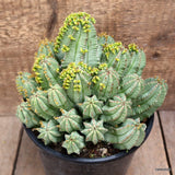 D4063 EUPHORBIA FRUTICOSA INERMIS pot16-H16-W20 cm MaMa Cactus Green Plant
