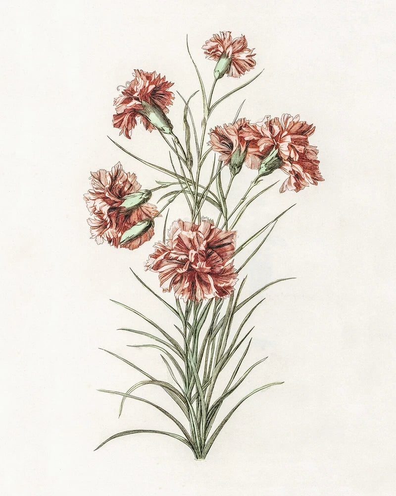 Botanical carnation giclee print with pink and white flowers on stems