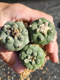 ONE(1) RARE Cactus sp koehresii, seed grown in 2.60" pot, large root Green Plant