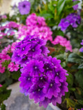 200 Pink & Purple MOSS VERBENA Verbena Tenuisecta Fragrant Hummingbird Flower Se Flowering Plants