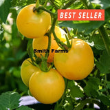 50+ Seeds Wapsipinicon Peach Tomato Easy Vegetable Garden Planting Edible Garden Plants
