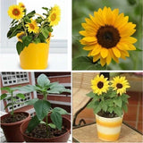 20pcs Mini Dwarf Yellow Sunflower Flower Seeds Home Garden Office Decor Plant JL Flowering Plants
