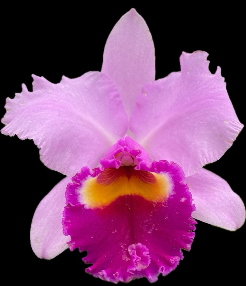 Pink orchid bloom with purple and yellow center, large petals