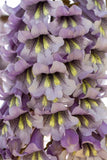 400 ROYAL EMPRESS TREE Flowering Tree Seeds *Flat S/H Flowering Plants