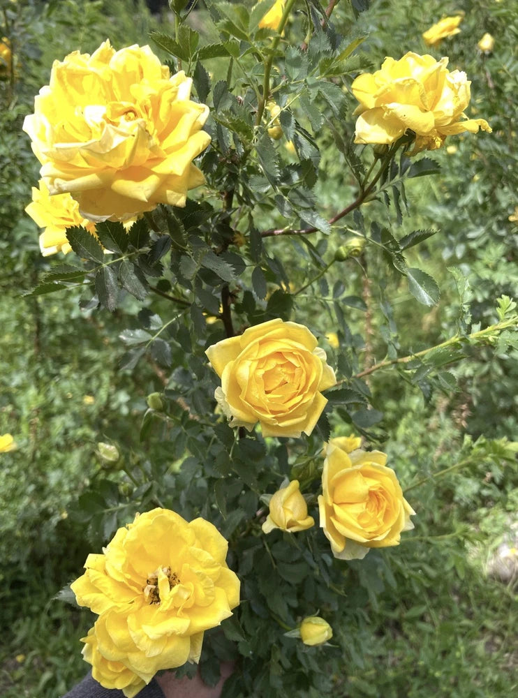 HarrisonÕs Yellow Rose Pioneer Var. Heritage Resilient Bare root Very Hardy Flowering Plants