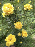 HarrisonÕs Yellow Rose Pioneer Var. Heritage Resilient Bare root Very Hardy Flowering Plants