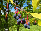 15 INDIAN PLUM Osoberry Oregon Oso Berry Oemleria Cerasiformis Fruit Shrub Seeds Flowering Plants