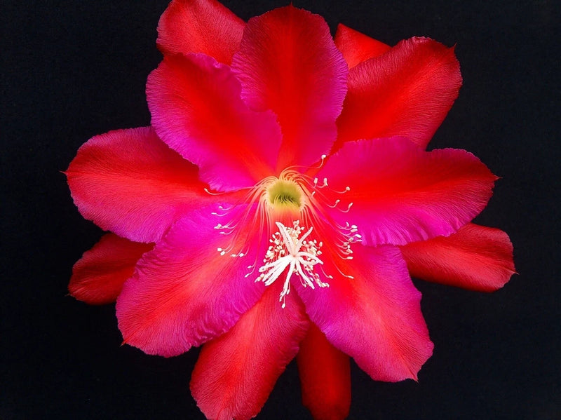 Bright pink and red orchid cactus bloom with white stamens