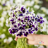 200+ Swiss Giants Silverbride Pansy (Viola) Seeds for Garden - FREE SHIPPING! Garden Plants