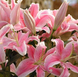 50pcs Pink Rare Lily Flower Seeds Planting Flower Lilium Perfume Garden. (#9622) Garden Plants