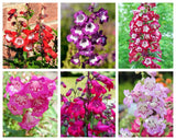 100 SENSATION MIX PENSTEMON Hartwegii Beardtongue Mixed Colors Flower Seeds Flowering Plants