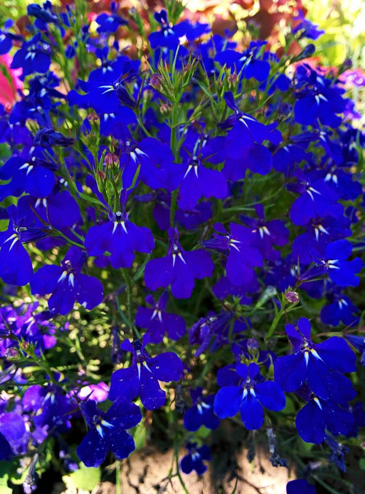 200 Electric Blue LOBELIA MONSOON Flower Seeds *Flat Shipping Flowering Plants
