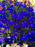 200 Electric Blue LOBELIA MONSOON Flower Seeds *Flat Shipping Flowering Plants