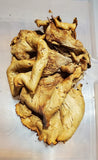 Naturally Dried Forest Floor Finds Tree Shelf Conk Mushroom Fungus Dried Flower