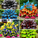 315+ Perennial Mix Color Hosta Seeds for Planting in Outdoor Garden Lily
