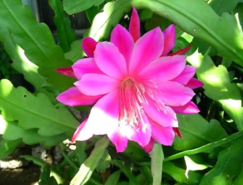 Live epiphyllum orchid cactus cutting with bright pink fuchsia flower and green stems