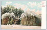 Pampas Grass in a Southern California Garden Adolph Selige Postcard Pampas Grass