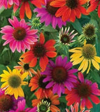 Mixed Coneflower Seeds for Planting - Easy to Grow Echinacea Flowers Flowering Plants