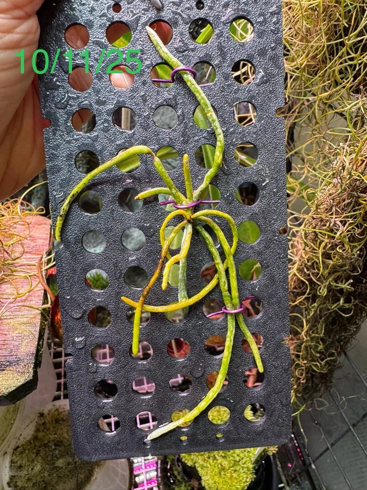 Mounted orchid on perforated metal mount, long green roots with pink tips