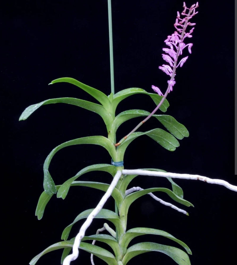 Purple vanda orchid live plant with green leaves and upright flower spike