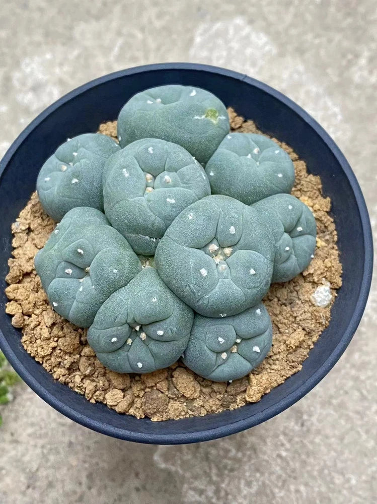 6-8cm cactus Succulent Multiple heads Plant Garden beautiful Plant seedgrowth Garden Plants