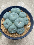 6-8cm cactus Succulent Multiple heads Plant Garden beautiful Plant seedgrowth Garden Plants