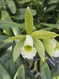 Cattleya forbesii x Rlc Jim Wallace Blooming size cattleya orchid. Beautiful Orchids