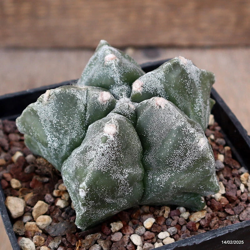 Green star-shaped cactus in pot, with white speckled spines